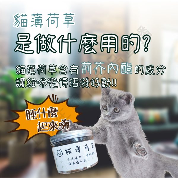 遇見毛寵 貓薄荷草 20G 貓咪薄荷 放鬆心情 促進排毛